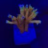 Montipora Forest Fire G