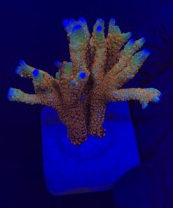 Montipora Forest Fire G