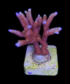 Alternative view of Montipora Forest Fire G