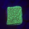 Montipora Jedi Trick Mint Undata M