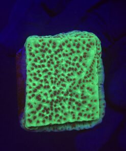 Montipora Jedi Trick Mint Undata M