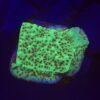 Montipora Jedi Trick Mint Undata M