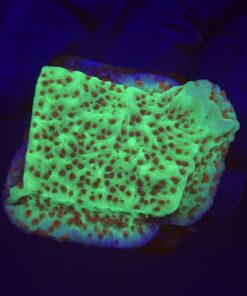 Montipora Jedi Trick Mint Undata M