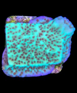 Alternative view of Montipora Jedi Trick Mint Undata M