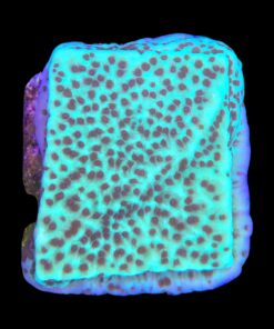 Alternative view of Montipora Jedi Trick Mint Undata M