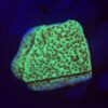 Montipora Jedi Trick Mint Undata M
