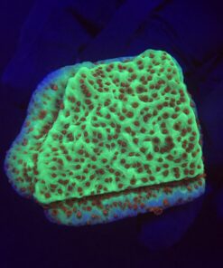 Montipora Jedi Trick Mint Undata M