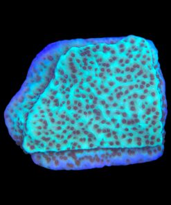 Alternative view of Montipora Jedi Trick Mint Undata M