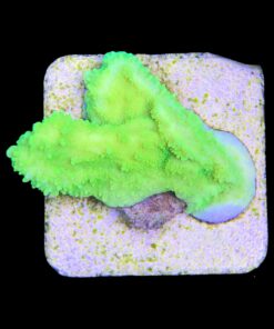 Alternative view of Montipora Capricórnio Kryptonita P
