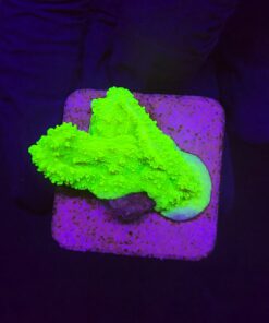 Montipora Capricórnio Kryptonita P