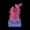 Montipora Setosa M