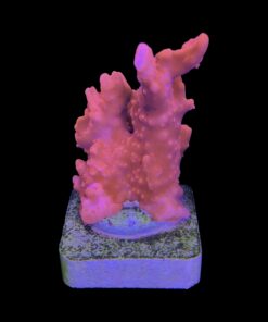 Montipora Setosa M