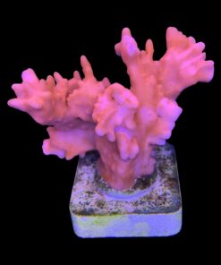 Montipora Setosa G