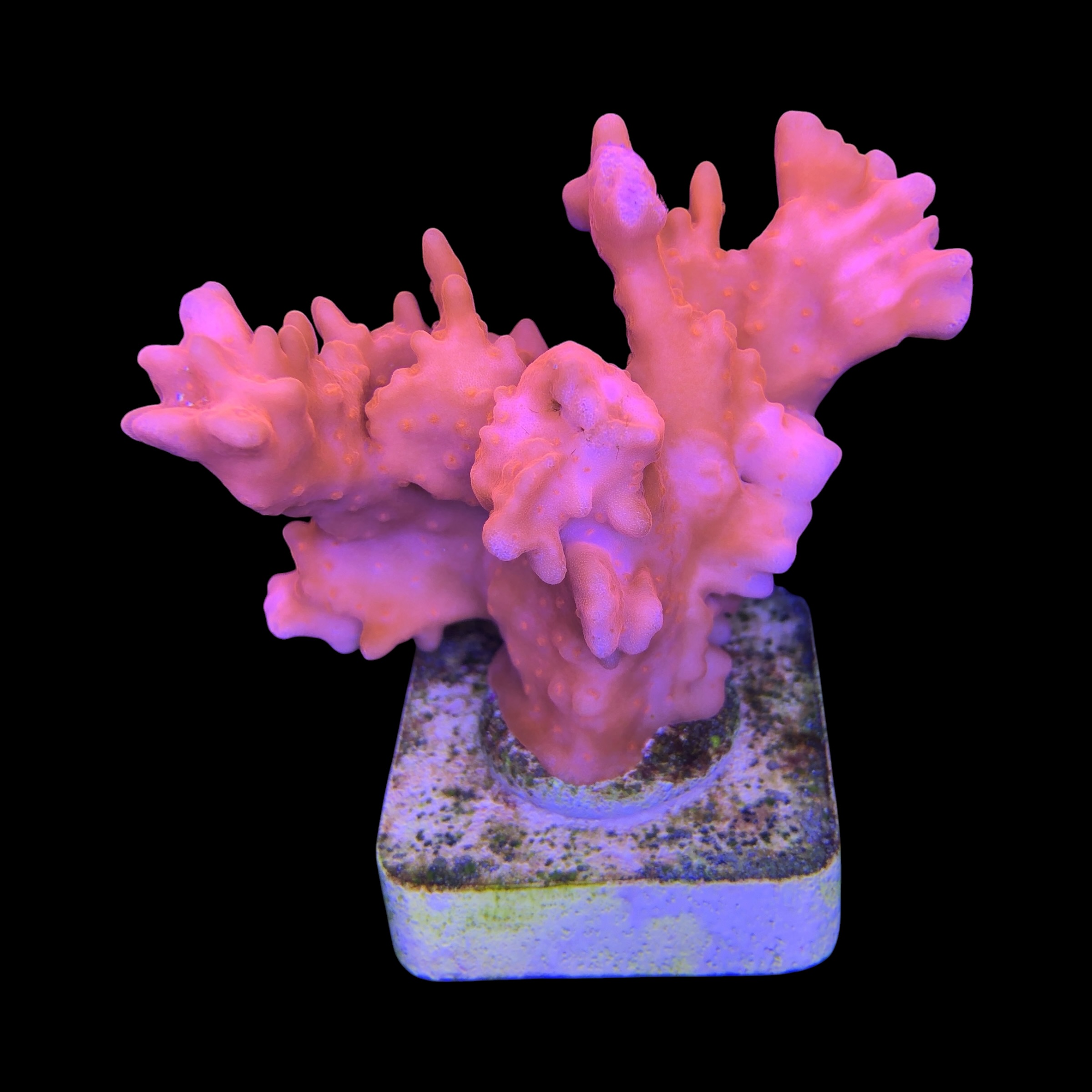 Montipora Setosa G