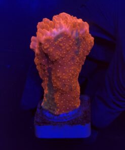 Montipora Setosa Grafted G