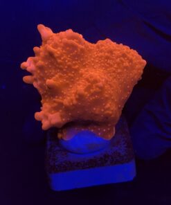Montipora Setosa G