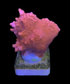 Alternative view of Montipora Setosa G