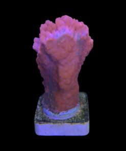 Alternative view of Montipora Setosa Grafted G