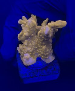 Alternative view of Montipora Setosa M