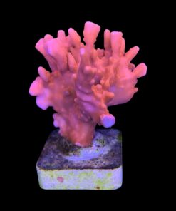 Montipora Setosa G