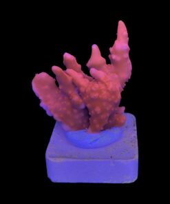 Montipora Setosa M