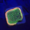 Montipora Sunset M