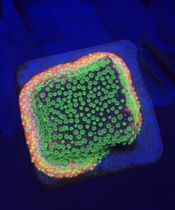 Montipora Sunset M