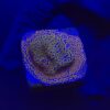 Montipora Superman M