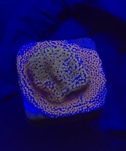 Montipora Superman M