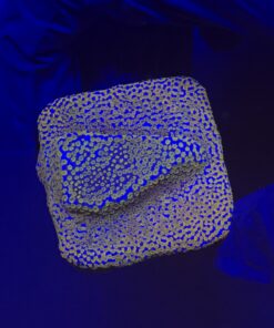 Montipora Superman M