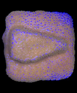 Alternative view of Montipora Superman M