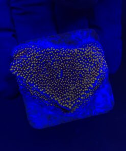 Montipora Superman M