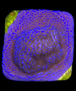 Alternative view of Montipora Superman M