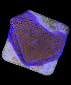 Alternative view of Montipora Superman M