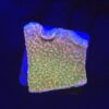 Montipora Tropic Thunder M