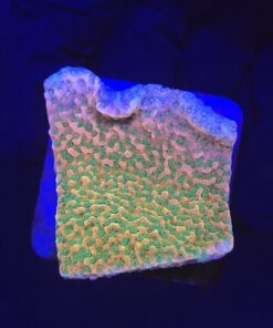 Montipora Tropic Thunder M