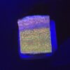 Montipora Tropic Thunder M