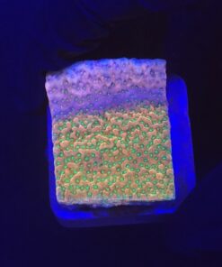 Montipora Tropic Thunder M