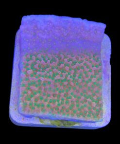 Alternative view of Montipora Tropic Thunder M