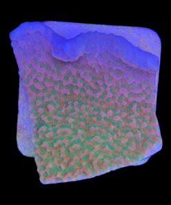 Alternative view of Montipora Tropic Thunder M