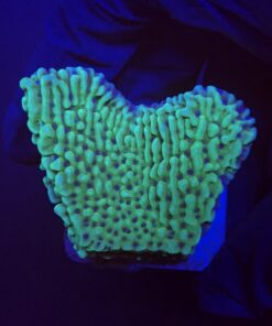 Montipora Undata Green Purple Polyps M