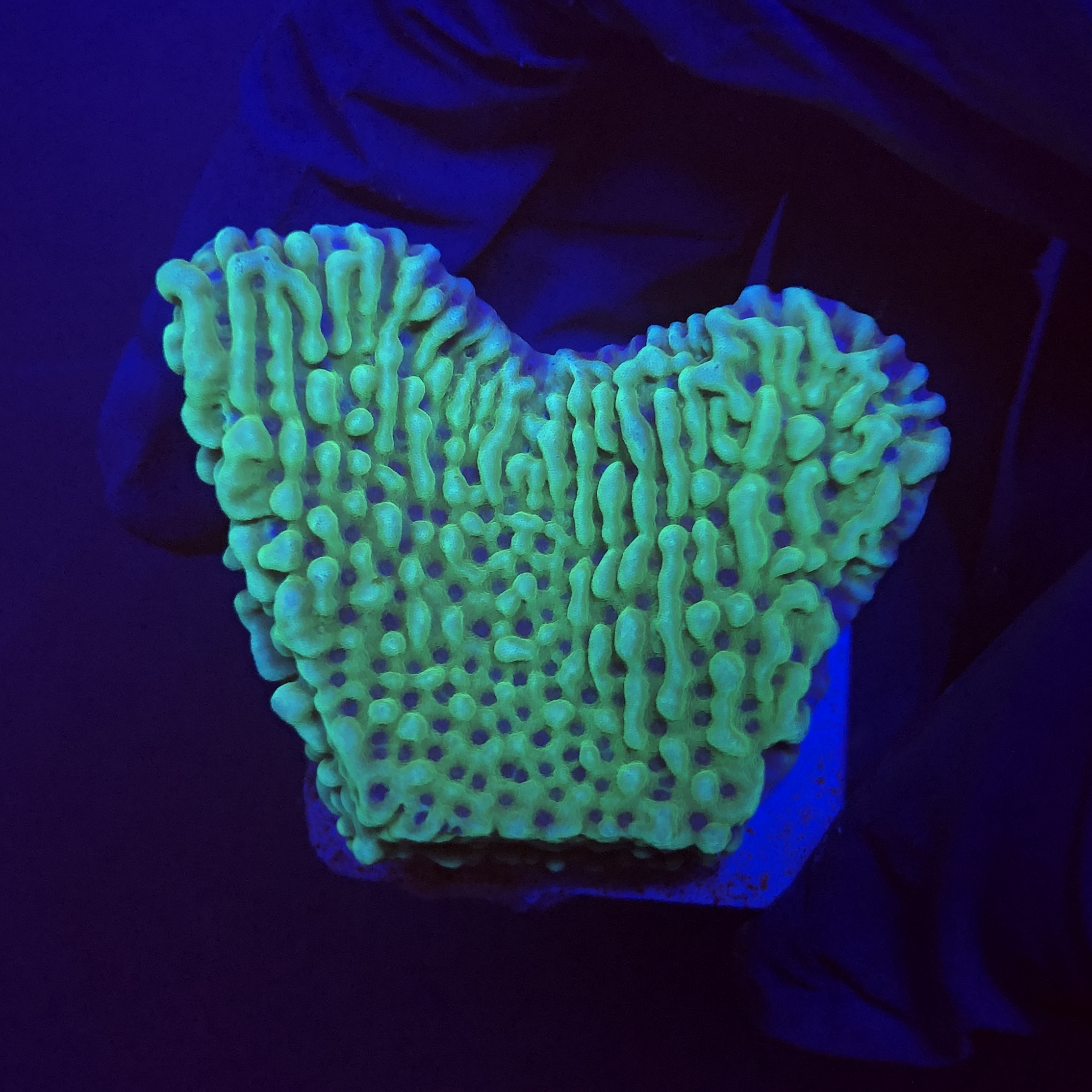 Montipora Undata Green Purple Polyps M