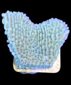 Alternative view of Montipora Undata Green Purple Polyps M