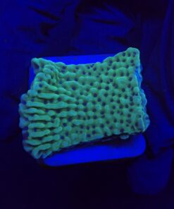 Montipora Undata Green Purple Polyps M