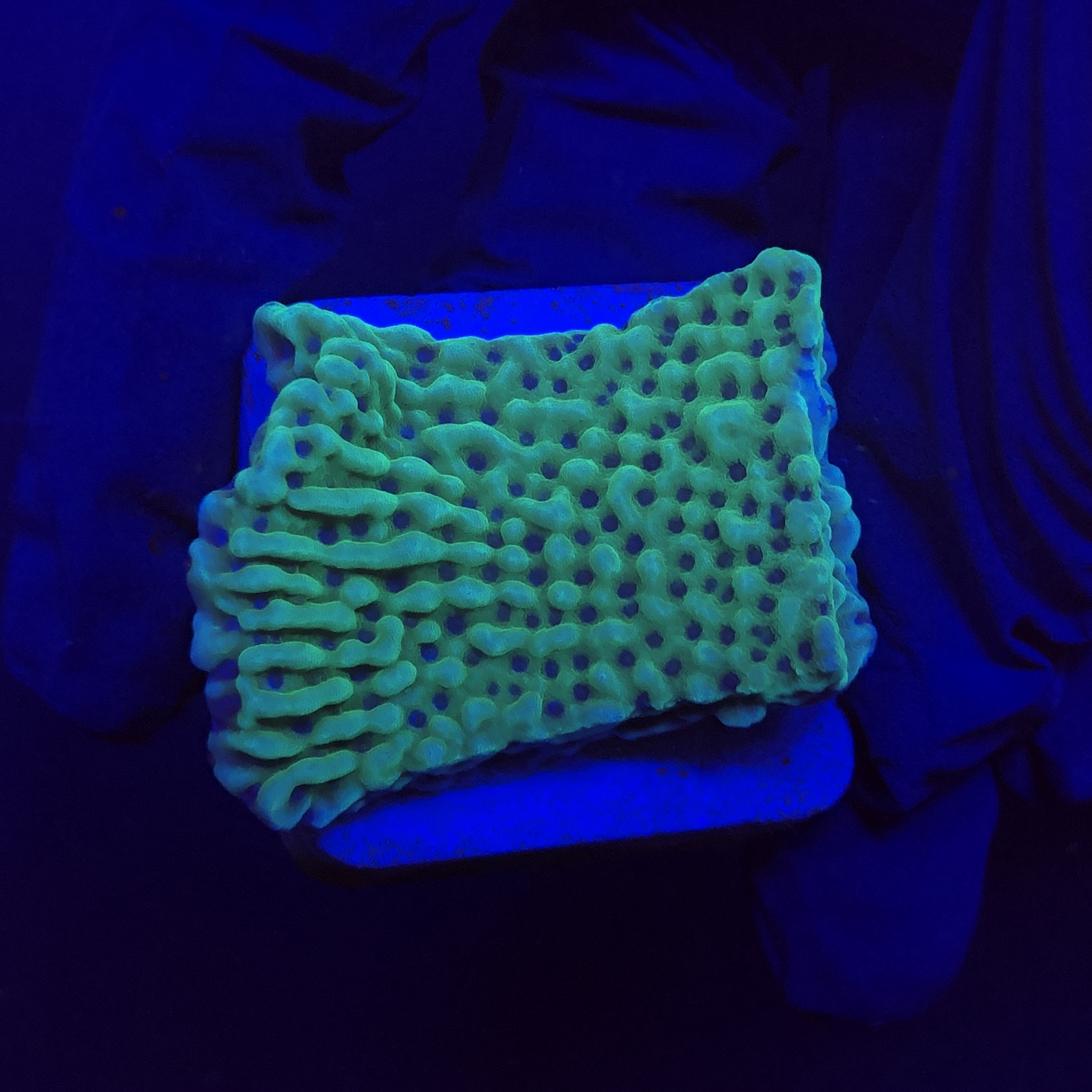 Montipora Undata Green Purple Polyps M
