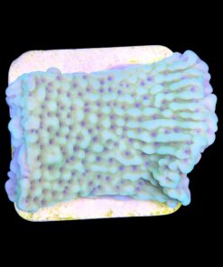 Alternative view of Montipora Undata Green Purple Polyps M