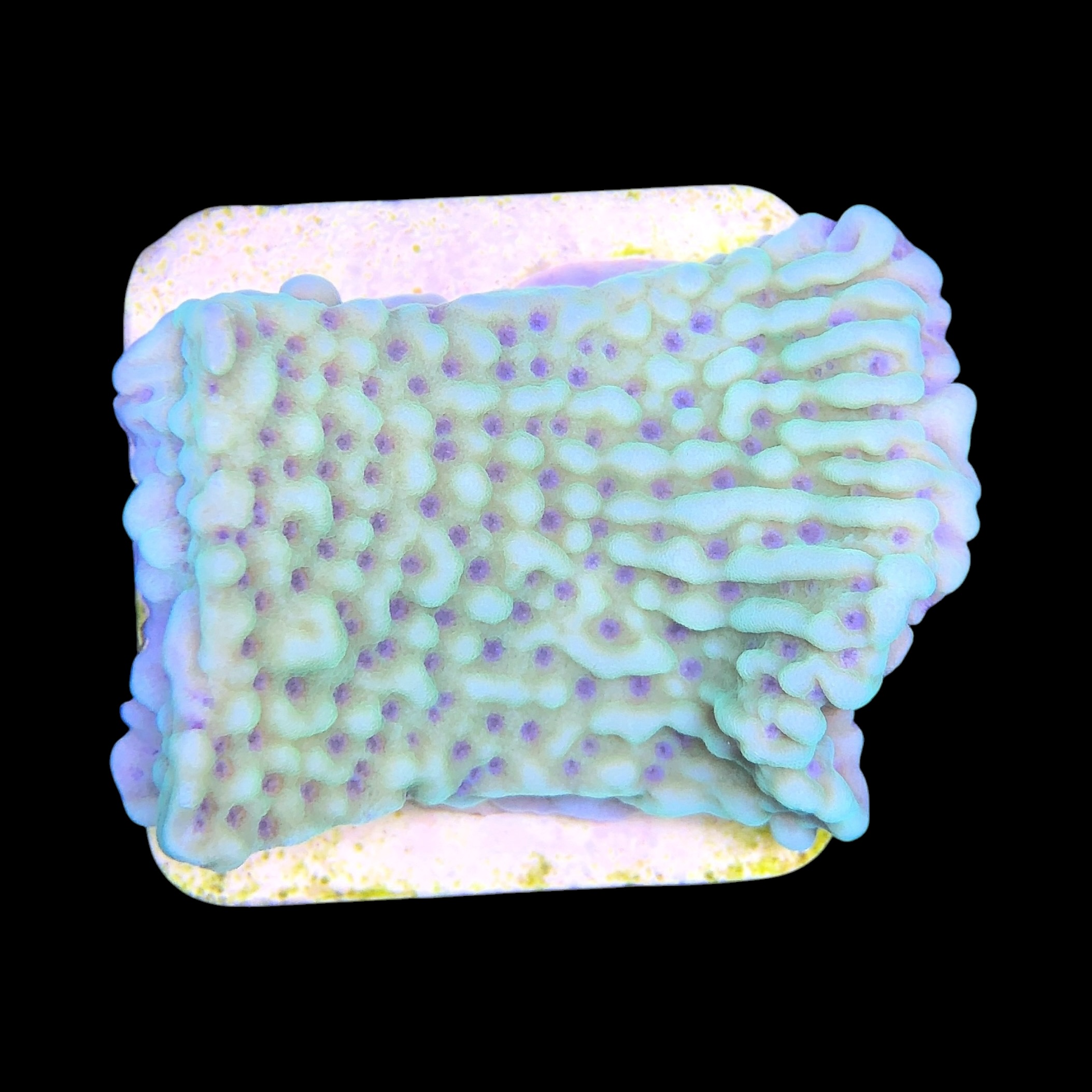 Montipora Undata Green Purple Polyps M - Imagem 2