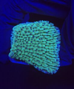Montipora Undata Green Purple Polyps M