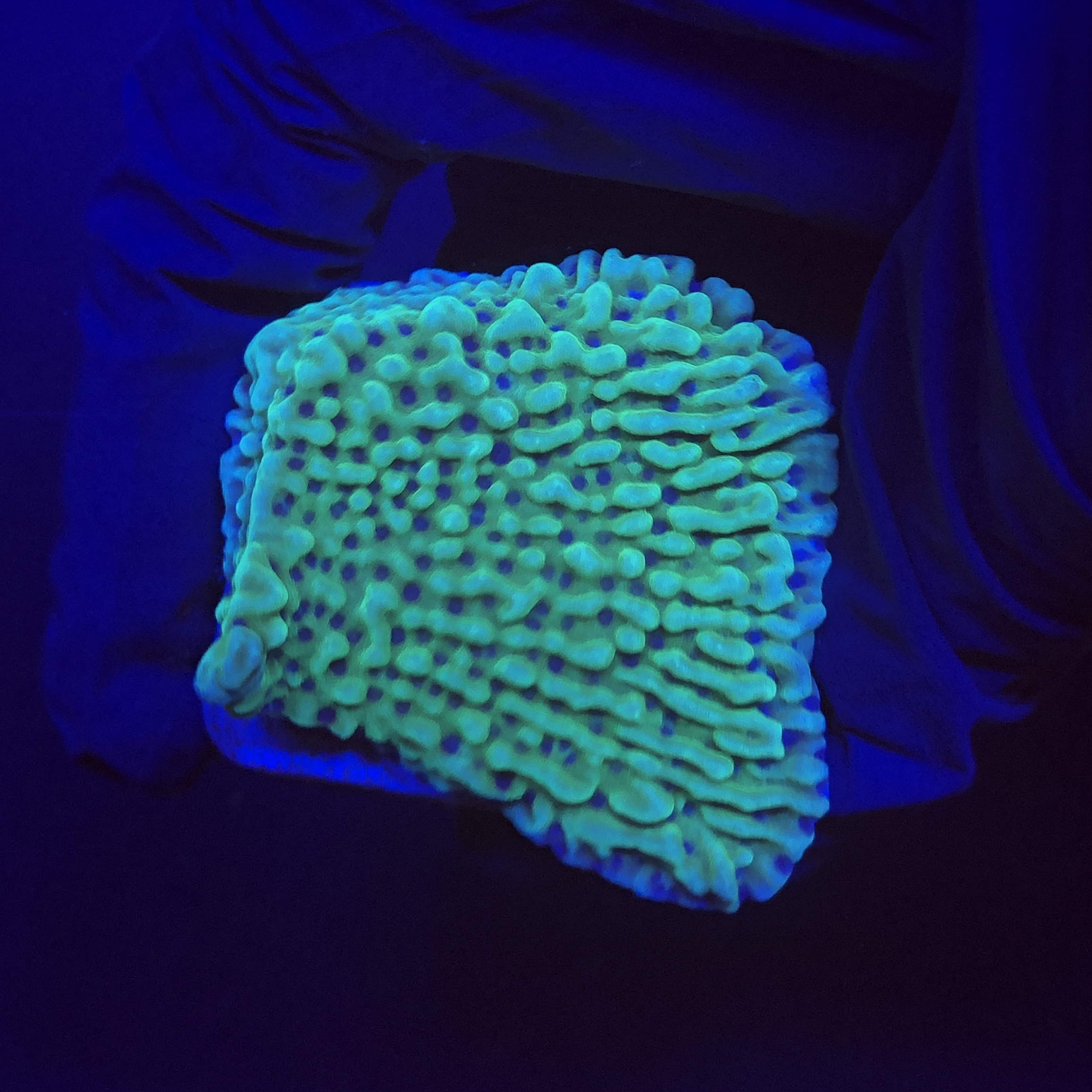 Montipora Undata Green Purple Polyps M