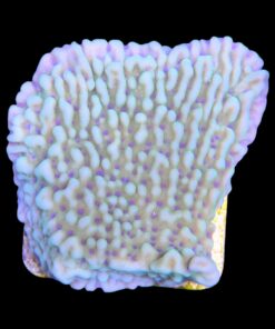 Alternative view of Montipora Undata Green Purple Polyps M